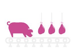 Porco e produtos derivados de carne suína sobre uma esteira rolante