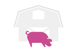 Exploração com um porco à frente