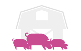 Exploração com três porcos à frente