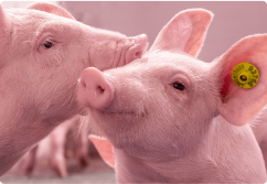 Dois leitões com brincos amarelos a cheirarem-se um ao outro.