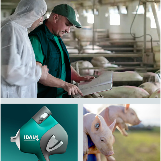 3 imagens: 2 homens a supervisionar o processo, o dispositivo IDAL, dois pares de mãos a segurar dois leitões